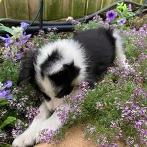 Meet your Posher, Ella